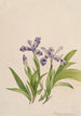 Iris crêté Iris cristata - Mary Vaux Walcott — vista dell’opera