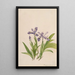 Iris crêté Iris cristata - Mary Vaux Walcott — quadro incorniciato alla parete