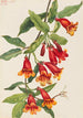 Bignone Anisostichus capreolatus - Mary Vaux Walcott | Reproduction — vista dell’opera
