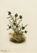 Camarine noire Empetrum nigrum - Mary Vaux Walcott — vista dell’opera