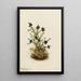 Camarine noire Empetrum nigrum - Mary Vaux Walcott — quadro incorniciato alla parete