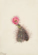 Cactus concombre - Mary Vaux Walcott — vista dell’opera