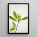 Magnolia acuminata - Mary Vaux Walcott — quadro incorniciato alla parete