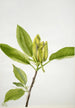 Magnolia acuminata - Mary Vaux Walcott — vista dell’opera
