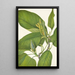 Magnolia acuminata - Mary Vaux Walcott — quadro incorniciato alla parete