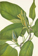 Magnolia acuminata - Mary Vaux Walcott — vista dell’opera