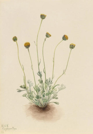 Mary Vaux Walcott - Cut Leaf Fleabane Erigeron compositus nudus.webp