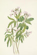 Dentaria laciniata - Mary Vaux Walcott — vista dell’opera