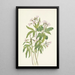 Dentaria laciniata - Mary Vaux Walcott — quadro incorniciato alla parete