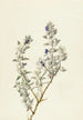 Sauge della Valle della Morte Salvia funerea - Mary Vaux Walcott — vista dell’opera