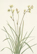 Deathcamas Zygadenus elegans - Mary Vaux Walcott — vista dell’opera