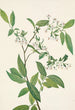 Deerberry Polycodium stamineum - Mary Vaux Walcott — vista dell’opera