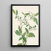 Deerberry Polycodium stamineum - Mary Vaux Walcott — quadro incorniciato alla parete