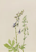 Delphinium Delphinium scopulorum - Mary Vaux Walcott — vista dell’opera