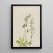 Delphinium Delphinium scopulorum - Mary Vaux Walcott — quadro incorniciato alla parete
