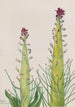 Desert Candle Caulanthus inflatus - Mary Vaux Walcott — vista dell’opera