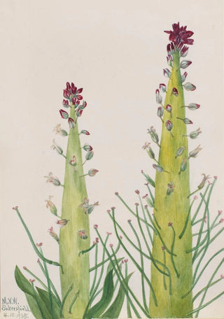 Mary Vaux Walcott - Desert Candle Caulanthus inflatus.webp