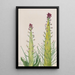 Desert Candle Caulanthus inflatus - Mary Vaux Walcott — quadro incorniciato alla parete