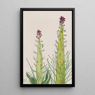 Mary Vaux Walcott - Desert Candle Caulanthus inflatus.webp