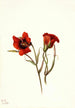 Desert Mariposa Calochortus kennedyi - Mary Vaux Walcott — vista dell’opera