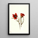 Desert Mariposa Calochortus kennedyi - Mary Vaux Walcott — quadro incorniciato alla parete