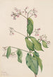 Dogbane Apocyum androsaemfolium - Mary Vaux Walcott — vista dell’opera