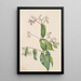 Dogbane Apocyum androsaemfolium - Mary Vaux Walcott — quadro incorniciato alla parete