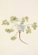 Fruit de Double Bladderpod Physaria didymocarpa - Mary Vaux Walcott — vista dell’opera