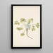 Fruit de Double Bladderpod Physaria didymocarpa - Mary Vaux Walcott — quadro incorniciato alla parete
