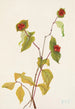 Fruit de Chèvrefeuille de Douglas Lonicera glaucescens - Mary Vaux Walcott — vista dell’opera