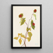 Fruit de Chèvrefeuille de Douglas Lonicera glaucescens - Mary Vaux Walcott — quadro incorniciato alla parete