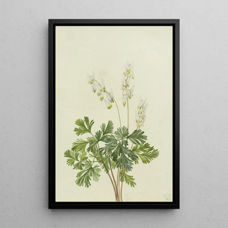 Mary Vaux Walcott - Dutchmans Breetches Bikukulla cucullaria.webp