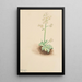 Saxifrage precoce Saxifraga virginiensis - Mary Vaux Walcott — quadro incorniciato alla parete