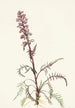 Tête d'éléphant Pedicularis groenlandica - Mary Vaux Walcott — vista dell’opera