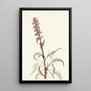 Mary Vaux Walcott - Elephanthead Pedicularis groenlandica.webp