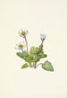 Elkslip Caltha leptosepala - Mary Vaux Walcott — vista dell’opera