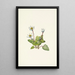 Elkslip Caltha leptosepala - Mary Vaux Walcott — quadro incorniciato alla parete