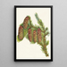 Épinette d'Engelmann Picea engelmanni - Mary Vaux Walcott — quadro incorniciato alla parete