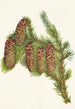 Épinette d'Engelmann Picea engelmanni - Mary Vaux Walcott — vista dell’opera