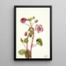 Eremalche rotundifolia - Mary Vaux Walcott — quadro incorniciato alla parete