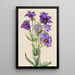 Eustoma russelianum - Mary Vaux Walcott — quadro incorniciato alla parete
