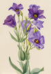 Eustoma russelianum - Mary Vaux Walcott — vista dell’opera