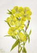 Onagre Oenothera - Mary Vaux Walcott — vista dell’opera