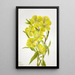 Onagre Oenothera - Mary Vaux Walcott — quadro incorniciato alla parete