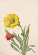 Onagre Oenothera howardi - Mary Vaux Walcott — vista dell’opera