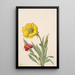 Onagre Oenothera howardi - Mary Vaux Walcott — quadro incorniciato alla parete
