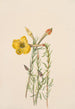 Onagre Oenothera lavandalaefolia - Mary Vaux Walcott — vista dell’opera