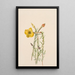Onagre Oenothera lavandalaefolia - Mary Vaux Walcott — quadro incorniciato alla parete