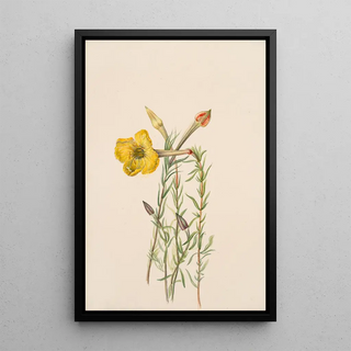 Mary Vaux Walcott - Evening Primrose Oenothera lavandalaefolia.webp