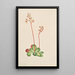 Saxifrage à feuilles persistantes Leptarrhena pyrolifolia - Mary Vaux Walcott — quadro incorniciato alla parete